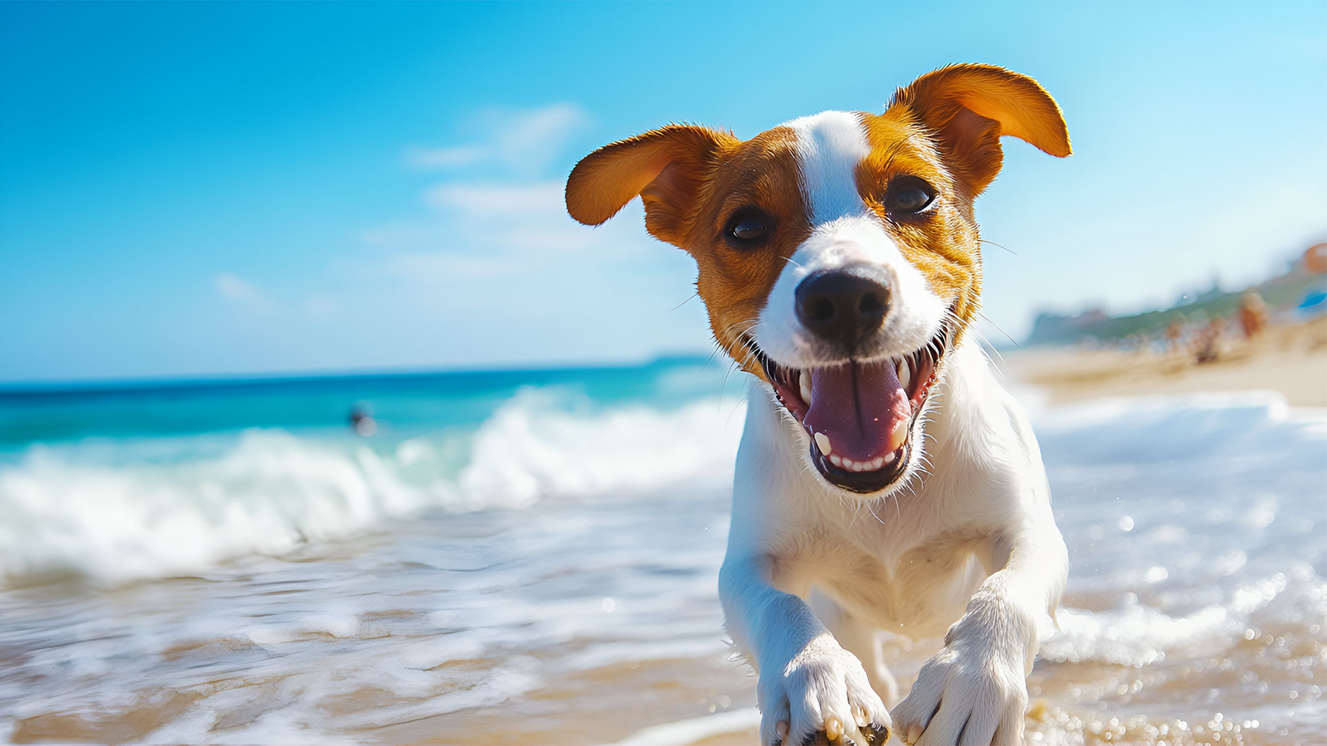 Urlaub mit Hund